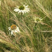 Showtuin Aartselaar Stipa Echinacea Showtuin rreac04 Publiek Aartselaar Stipa Echinacea